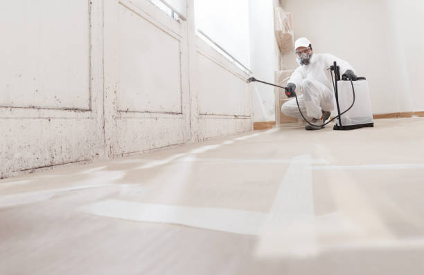 Black mold remediation team in Goodyear