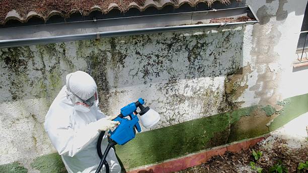 Mold Removal service in Goodyear
